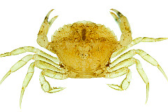 Crabe jaune 3cm