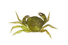 Crabe vert 2,5cm
