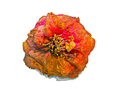 2011-12-21_002