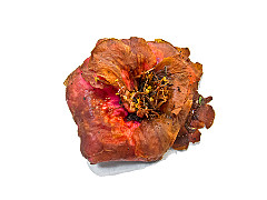 2011-12-21_006