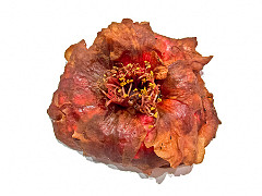2011-12-21_066
